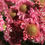 Thumbnail: Scabiosa Atropurpurea - Salmon Rose