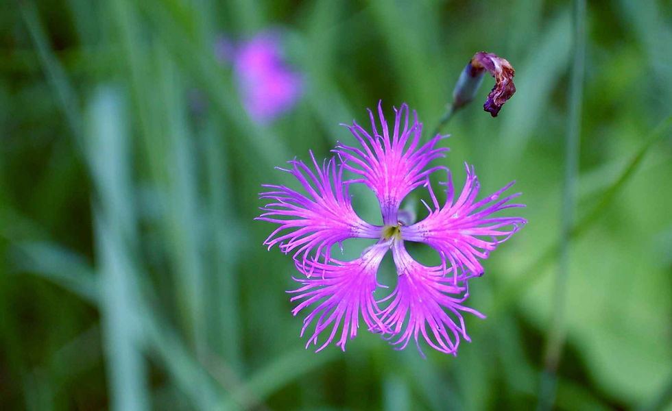 Thumbnail: Dianthus Superbus - Fringed Pink mix seed pink flowers