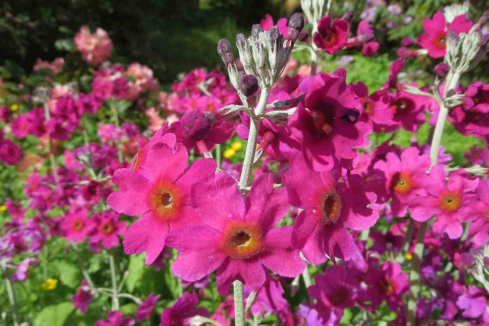 Thumbnail: Primula Pulverulenta - Mealy Cowslip seed dark pink flowers
