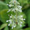 Thumbnail: Salvia Verticillata Alba - White Rain