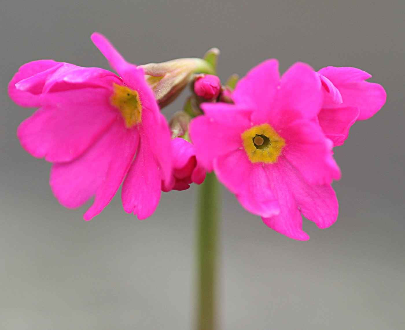 Primula Rosea - Gigas seed bright pink flowers