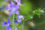 Campanula Americana - Tall Bellflower seed purple campanula flowers blue campanula flowers