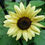 Thumbnail: Helianthus Debilis - Vanilla Ice seed yellow flowers with dark brown centers