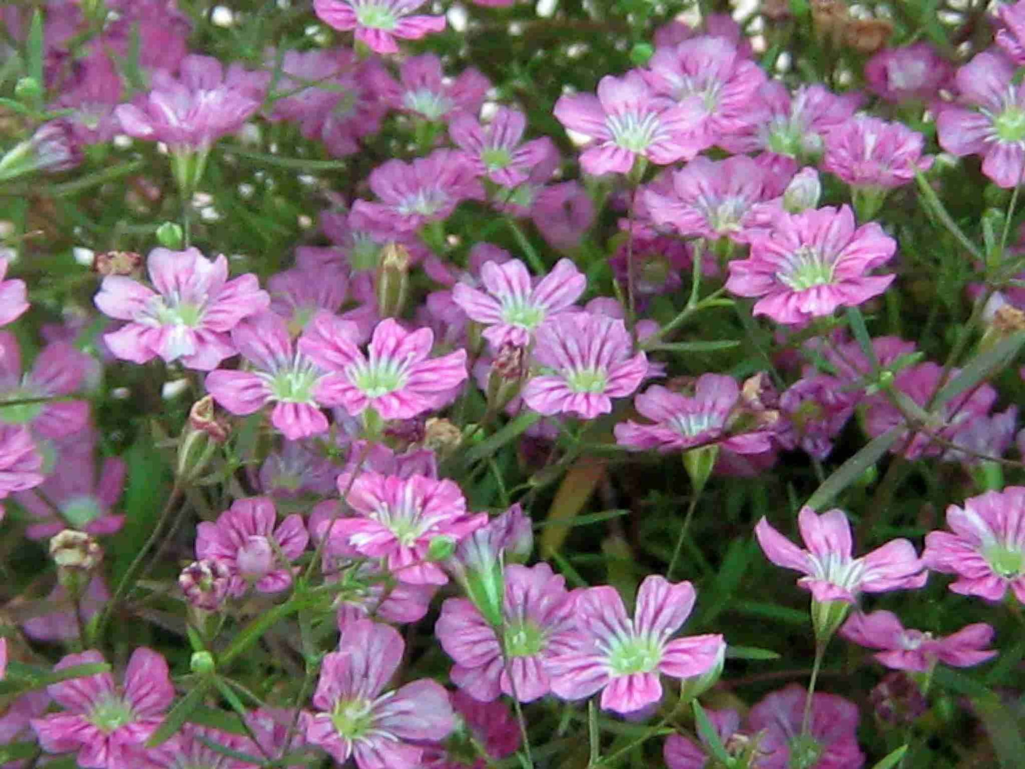 Gypsophila Repens – Rosea seed purple pink flowers with dark veins and green centers