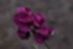 Lathyrus Odoratus - Royal Maroon seed dark purple red flowers