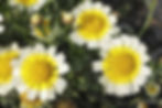 Chrysanthemum Coronarium - Garland Daisy seed white flowers with yellow centers