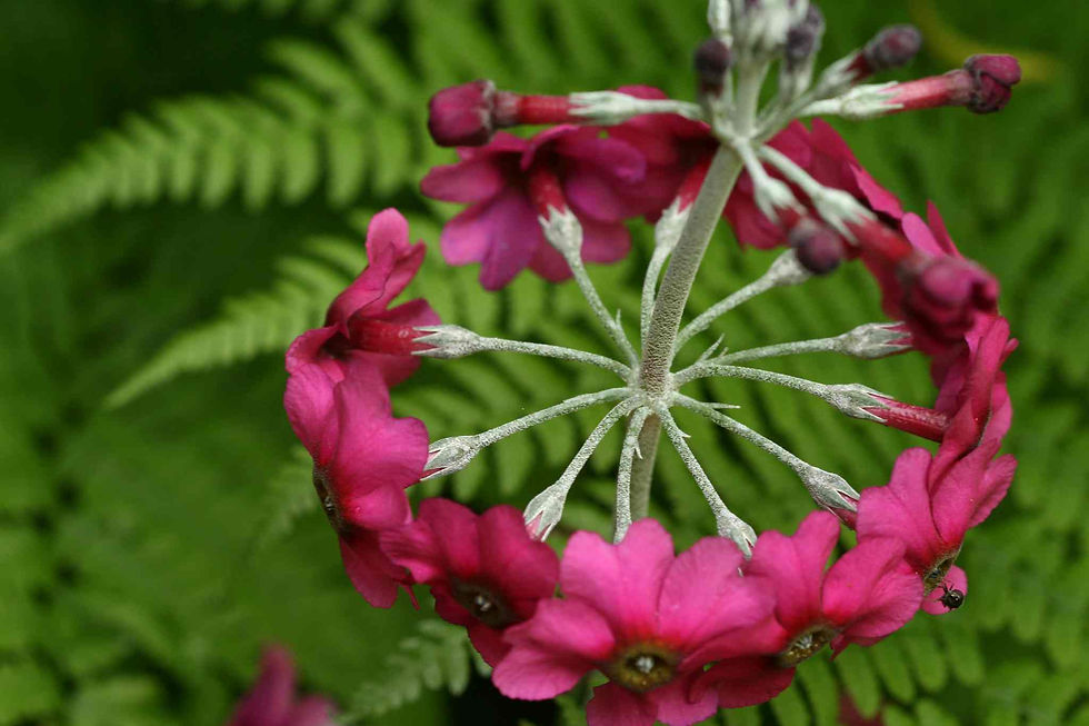 Thumbnail: Primula Pulverulenta - Mealy Cowslip seed dark pink flowers