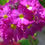 Thumbnail: Primula Denticulata Ronsdorf-Hybrids - Nepal Color Mix flower seed