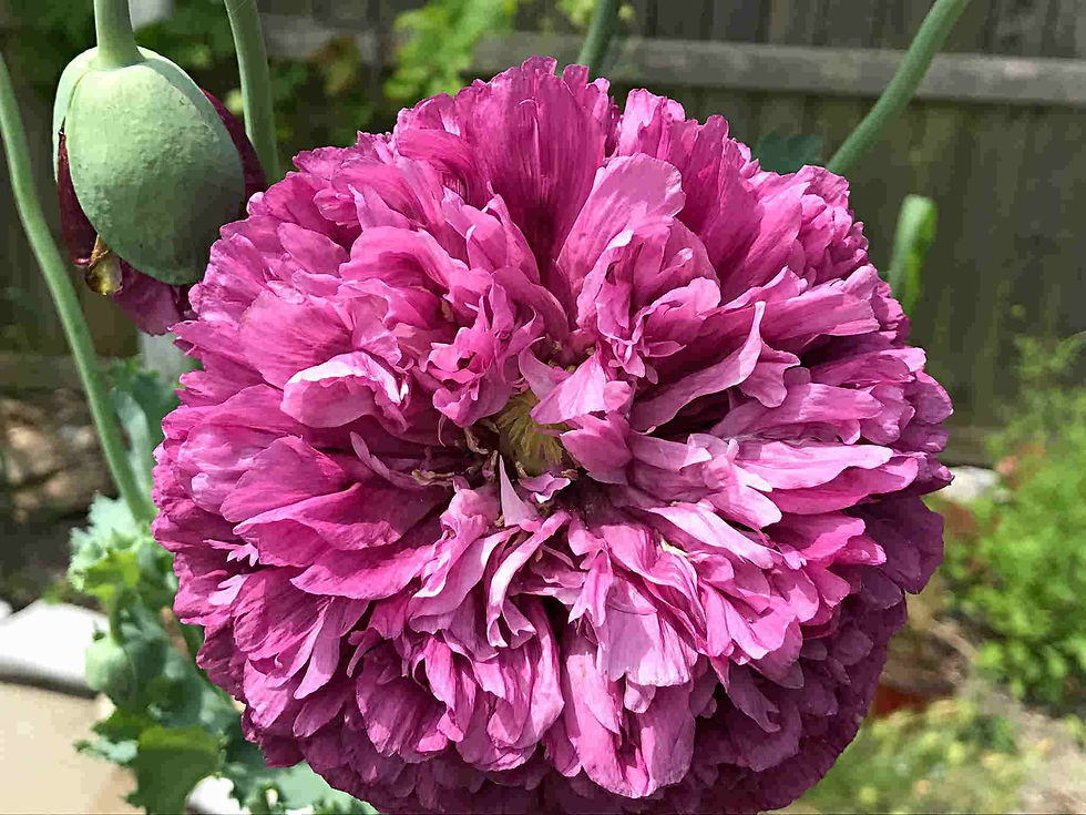 Poppy Papaver Paeoniflorum Purple Peony Poppy seed purple poppy flowers
