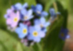 Myosotis Sylvatica - Blue Forget me Not