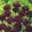 Thumbnail: Centaurea Cyanus - Tall Double Ball Black seed red flowers purple flowers burgundy flowers