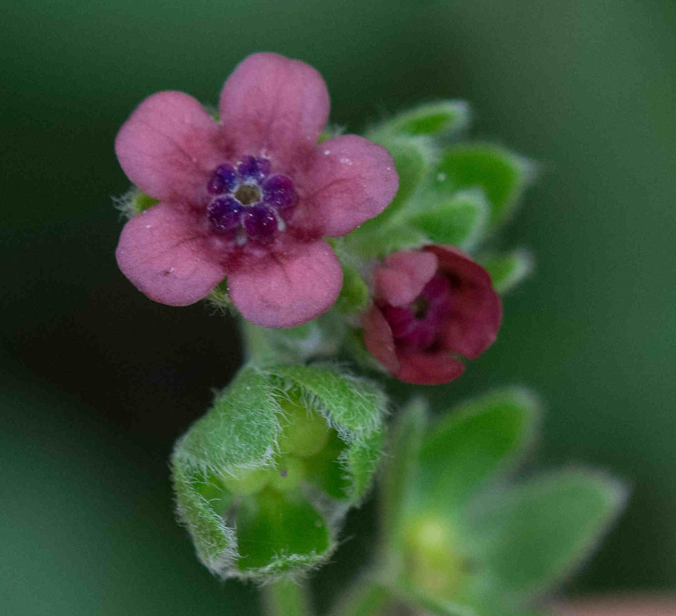 Cynoglossum Officinale or Gypsy Flower seed deep red flowers