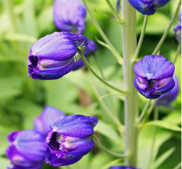 Thumbnail: Delphinium Cultorum - King Arthur seed purple flowers