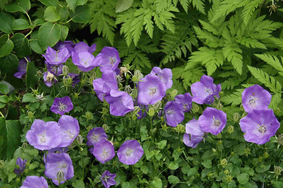 Thumbnail: Campanula Carpatico - Tussock Bellflower seed purple campanula flowers