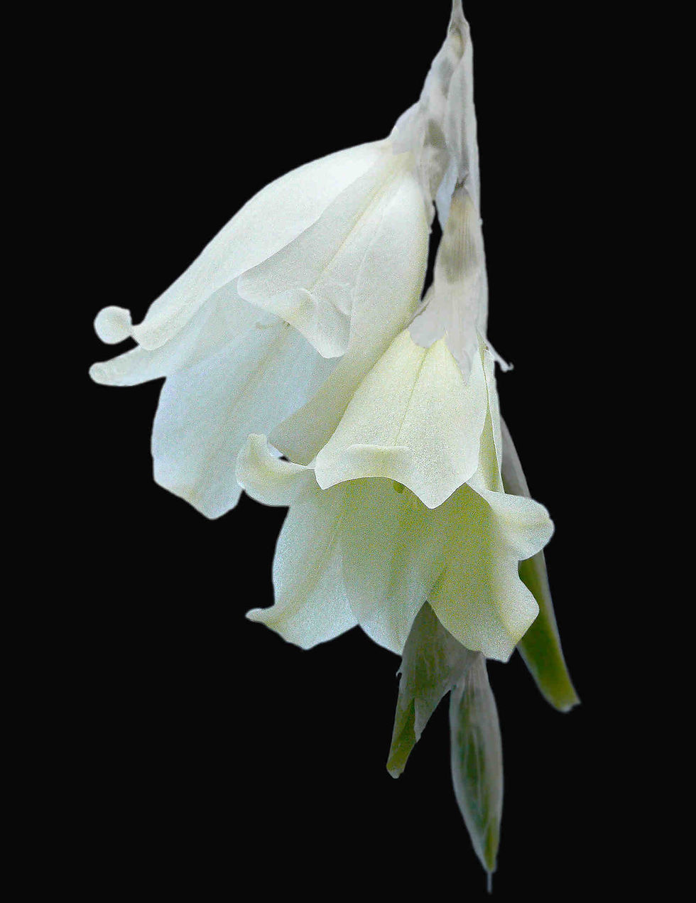Thumbnail: Dierama Mixed Variety of Dieramas seed different colored dierama flowers