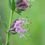 Thumbnail: Hyssopus Officinalis Mix seed pink flowers