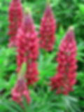 Lupinus polyphyllus - My Castle seed red flowers