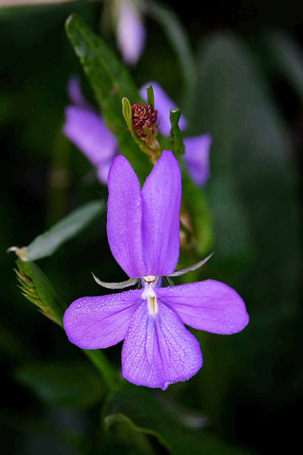 Lobelia erinus - Purple Riviera seed