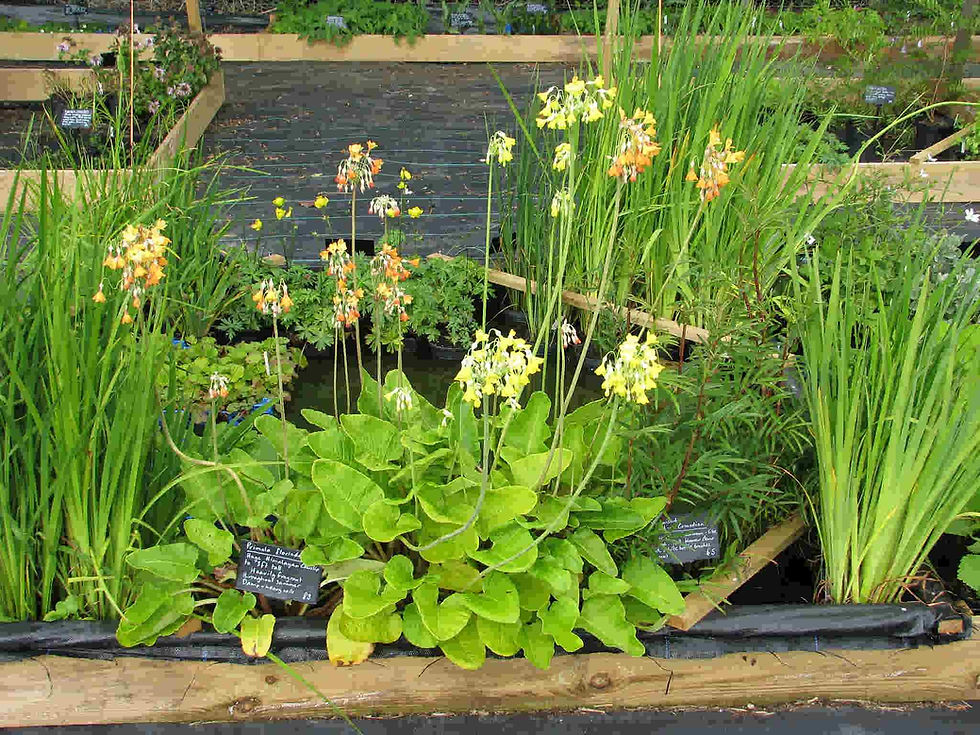 Thumbnail: Primula Florindae - Tibetan Cowslip seed yellow flowers