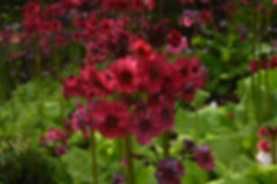 Primula Japonica - Miller's Crimson seed red flowers