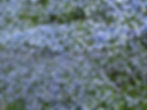 Nemophila menziesii - Baby Blue Eyes