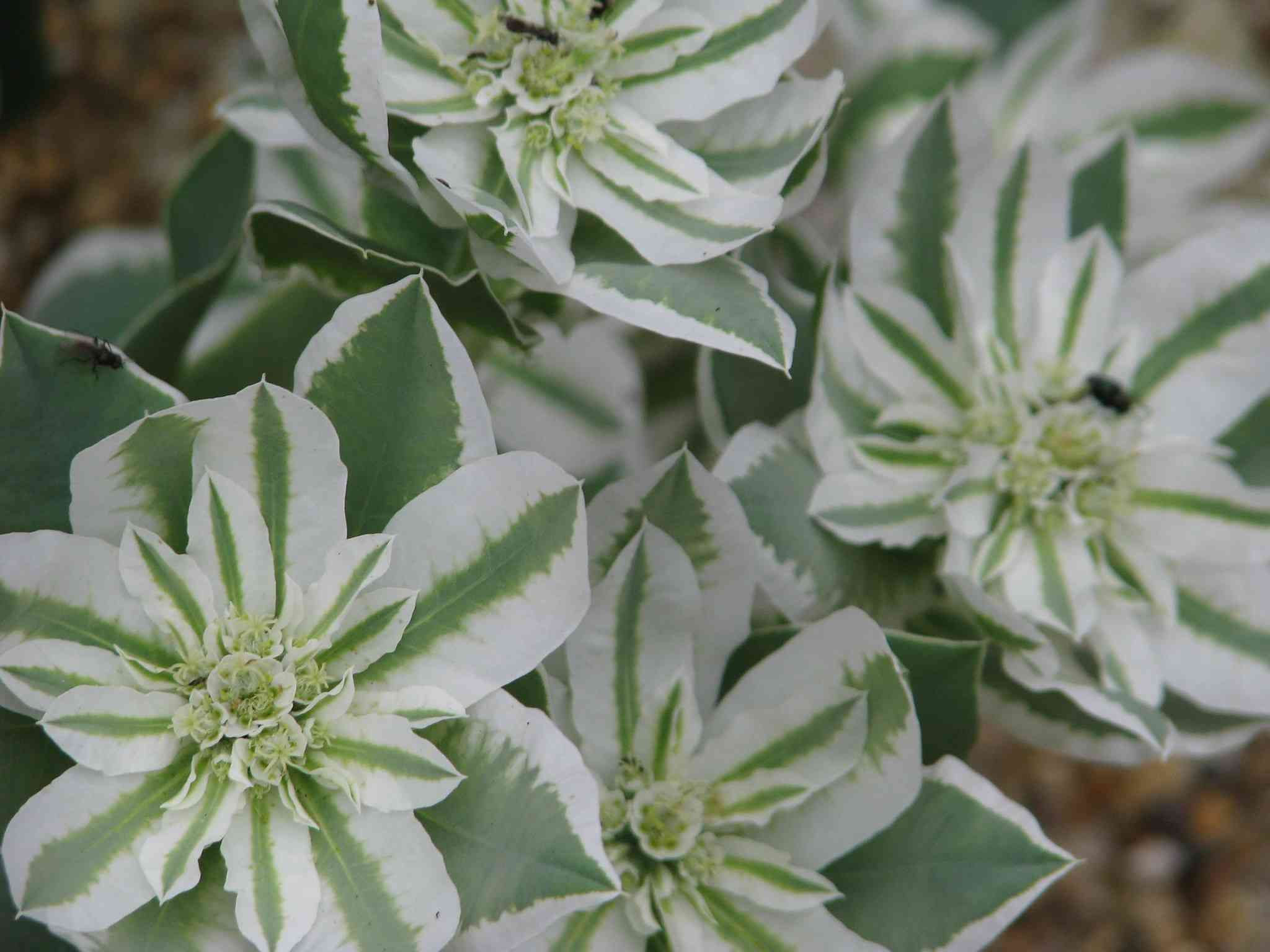 Euphorbia Marginata - Early Snow - Snow On The Mountain seed unique flowers white and green striped flowers