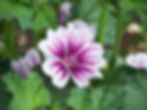 Malva Sylvestris – Zebrina