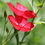 Thumbnail: Linum Grandiflorum Rubrun - Scarlet Flax seed red orange flowers