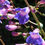 Thumbnail: Penstemon Spectabilis Royal Beard Tongue seed blue purple flowers