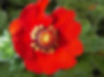 Potentilla Atrosanguinea - Red seed red flowers