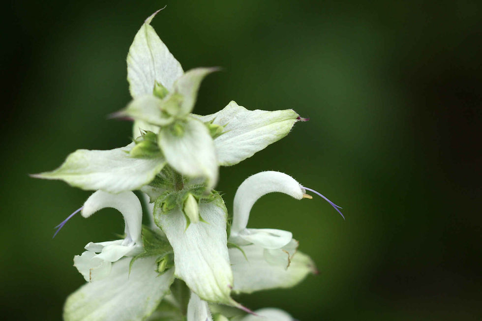 Salvia Horminum - White Swan