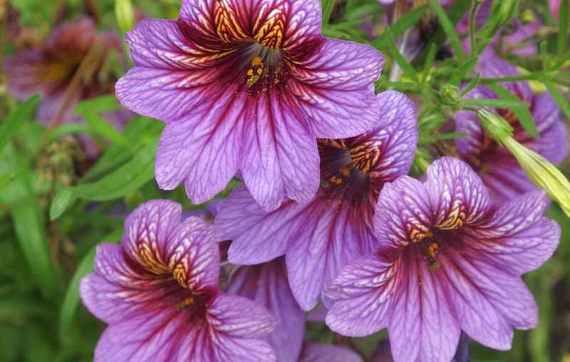 Salpiglossis Sinuata - Velvet Dolly