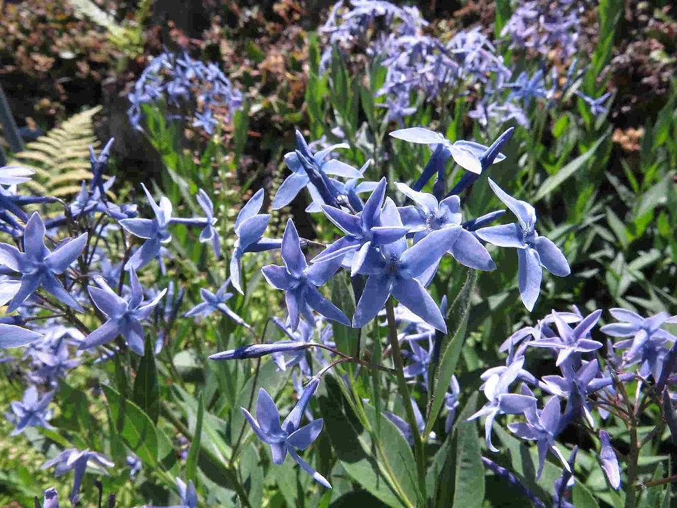 Amsonia Orientalis - European Bluestar Seed blue flowers purple flowers white flowers