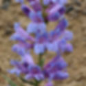 Thumbnail: Penstemon Strictus - Rocky Mountain Penstemon  seed purple blue flowers