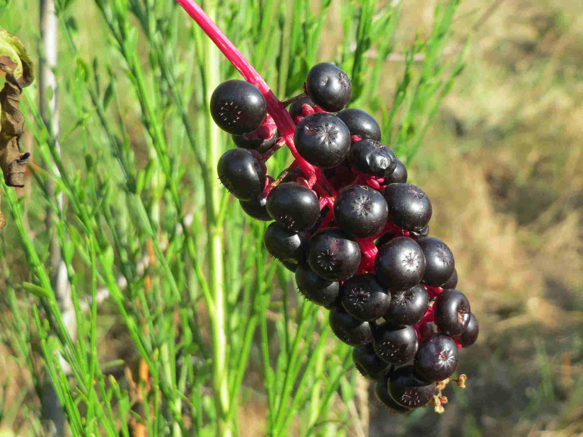 Phytolacca - Laka Boom seed rare flowers