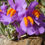 Thumbnail: Linaria Alpina - Alpine Toadflax  seed purple flowers with orange centers
