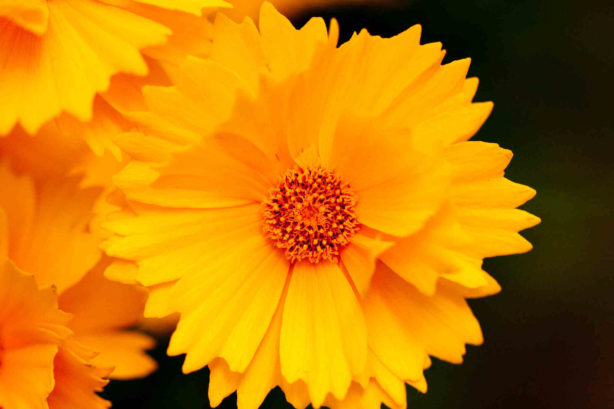 Coreopsis Grandiflora – Santa Fe seed yellow flowers