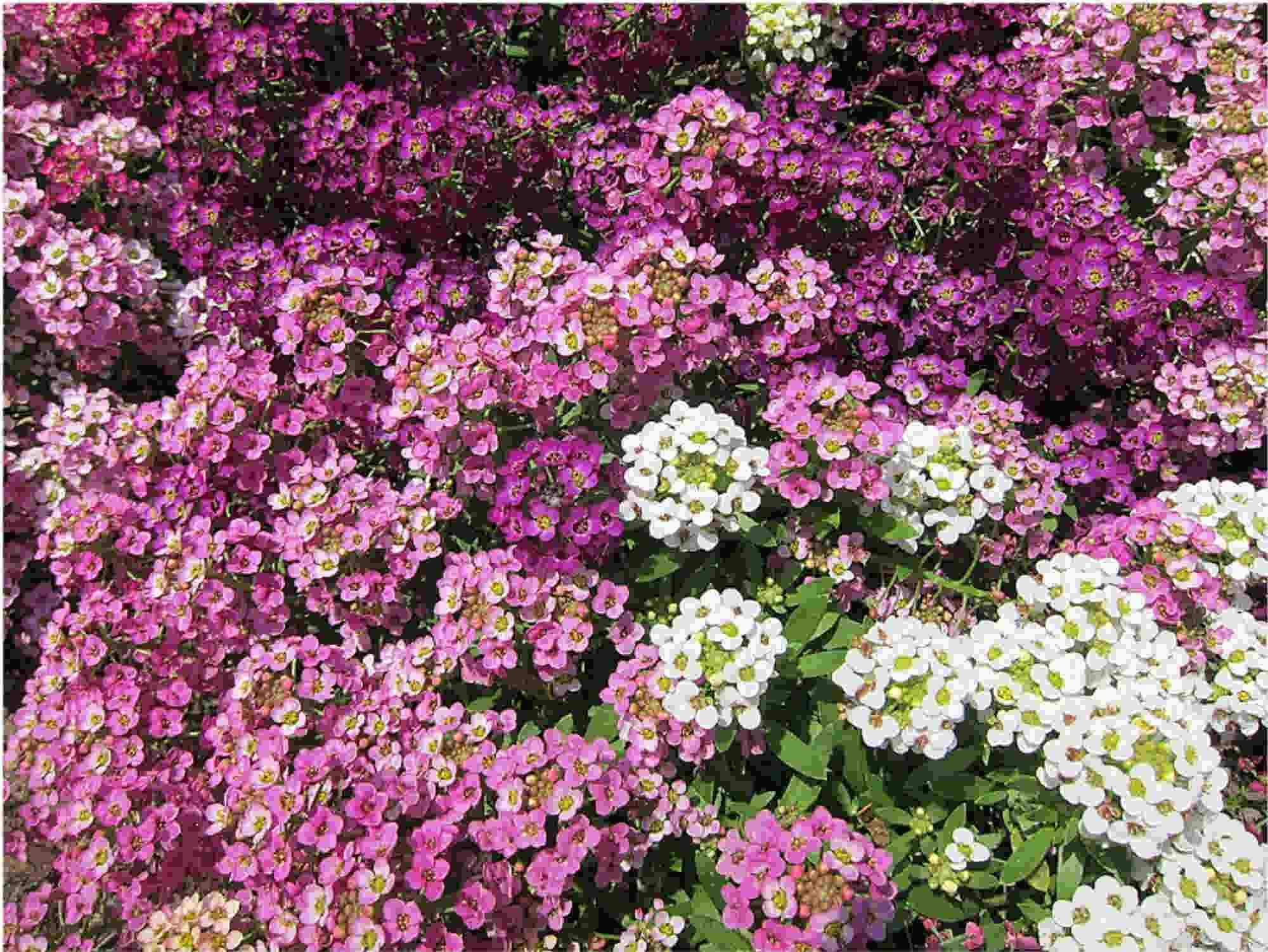 Alyssum - Lobularia Maritima - Easter Bonnet Deep Pink pink and white alyssum flowers