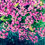 Thumbnail: Alyssum - Lobularia Maritima - Easter Bonnet Deep Pink pink and white alyssum flowers