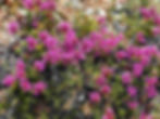Thymus Longiflorus – Long Flower Thyme