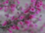 Penstemon Parryi seed pink flowers