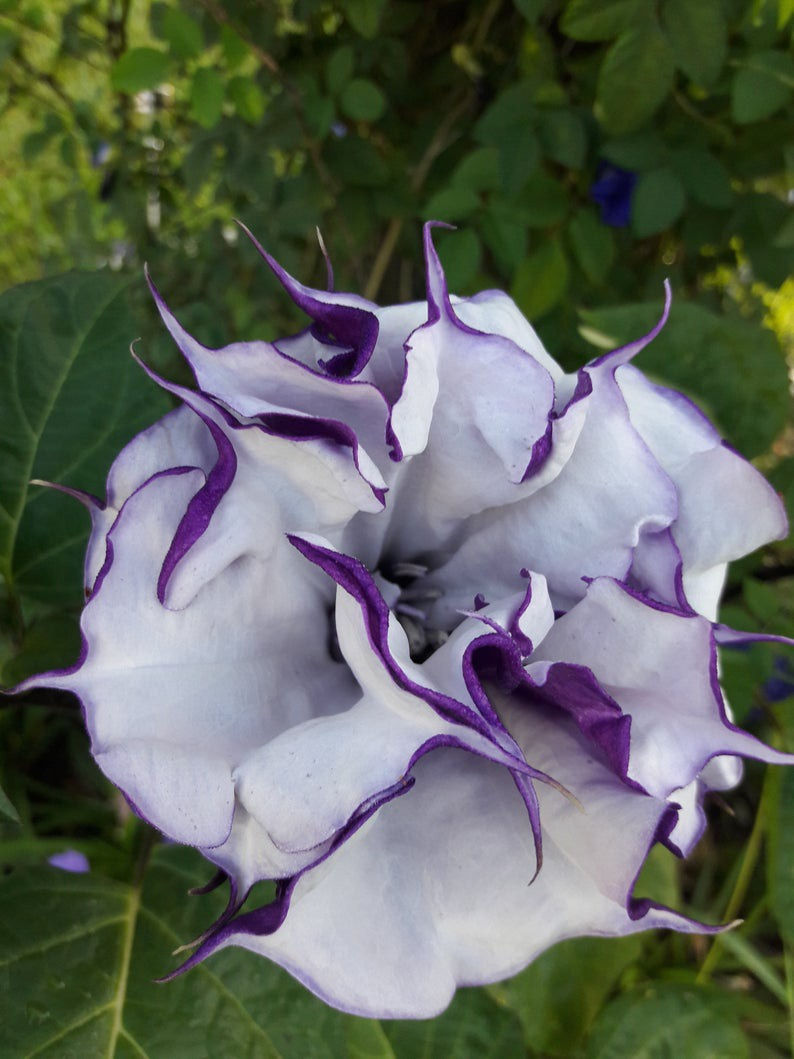 Thumbnail: Datura Metel (Double Purple) seed purple flowers