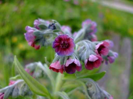 Thumbnail: Cynoglossum Officinale or Gypsy Flower seed deep red flowers