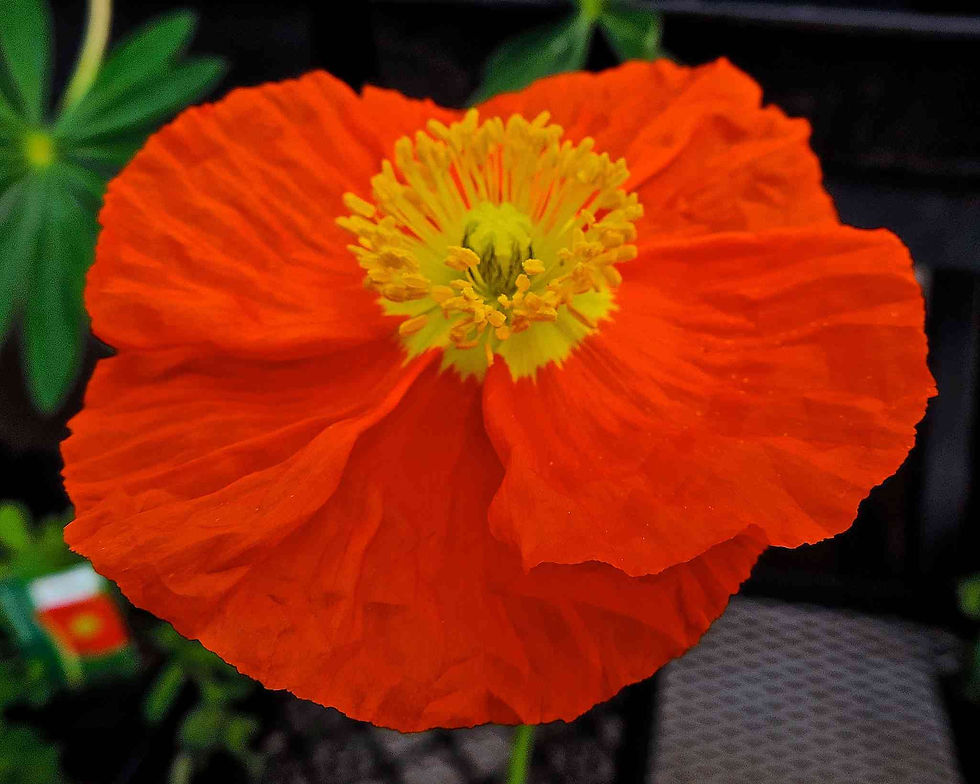 Poppy Papaver Nudicaule Champagne Bubbles Orange seed orange poppy flowers