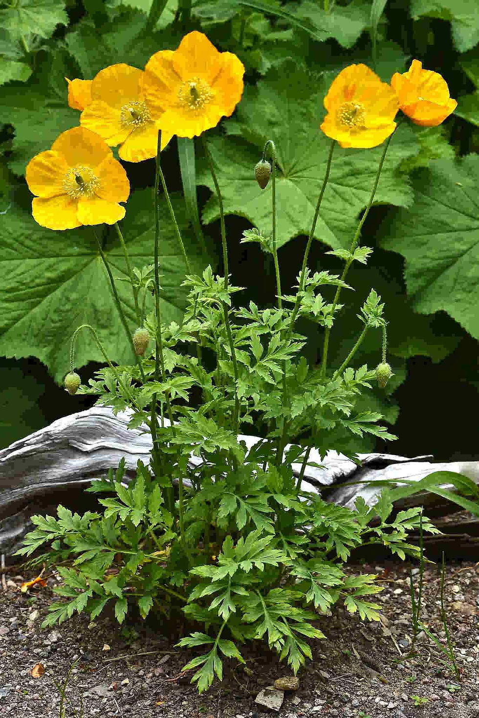 Poppy Meconopsis Cambrica Aurantiaca  seed yellow poppy flowers