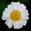 Thumbnail: Tanacetum Parthenium - Feverfew