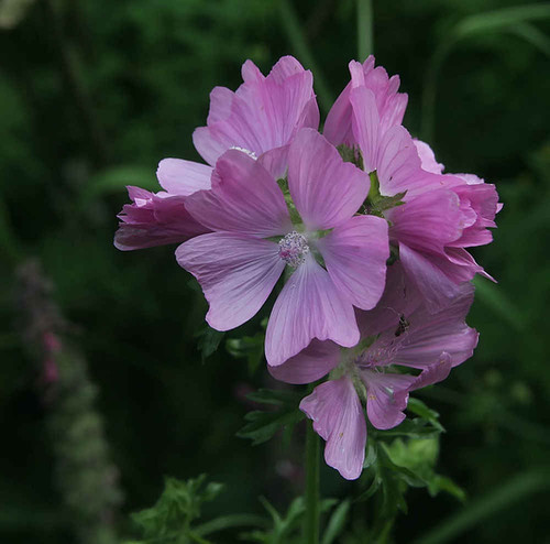 Malva Moschata - Musk Mallow Seed | Awesome Blossom Plants