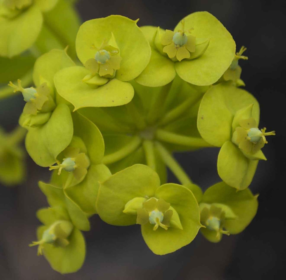Thumbnail: Euphorbia Coralloides - Coral Spurge seed yellow flowers