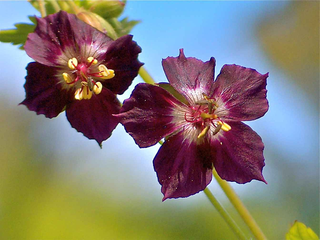 Geranium phaeum seed purple red burgundy flowers