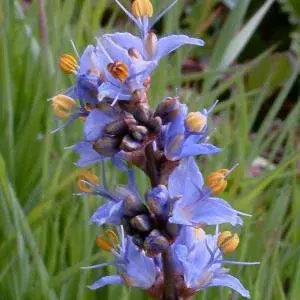 Libertia Caerulescens seed purple blue flowers with yellow centers